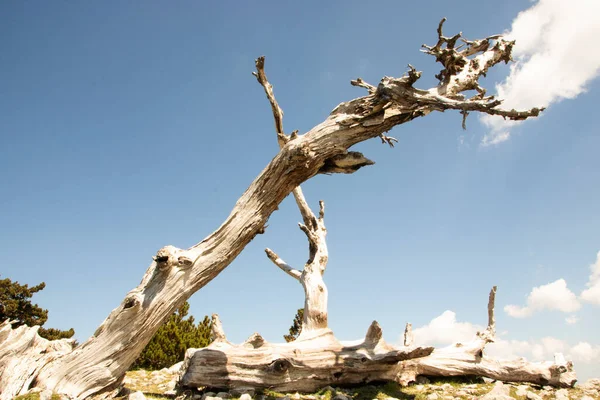 Zogenaamde Garden Gods Pollino National Park Waar Bosnische Dennen Pinus — Stockfoto