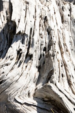 Bosna çamı veya Pinus Leucodermis 'in yaşadığı İtalya' nın Basilicata kentindeki Pollino Ulusal Parkı 'ndaki Tanrıların Bahçesi denen yerde bir çam kabuğunun ayrıntıları