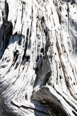 Bosna çamı veya Pinus Leucodermis 'in yaşadığı İtalya' nın Basilicata kentindeki Pollino Ulusal Parkı 'ndaki Tanrıların Bahçesi denen yerde bir çam kabuğunun ayrıntıları