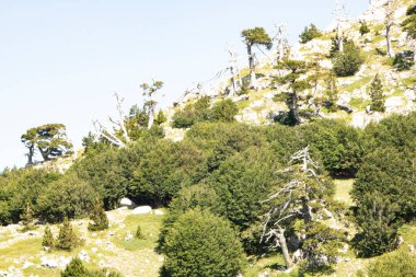 Bosna çamı veya Pinus Leucodermis 'in yaşadığı Pollino Ulusal Parkı' ndaki Tanrıların Bahçesi, Basilicata, İtalya