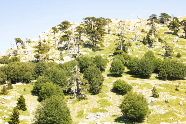 Bosna çamı veya Pinus Leucodermis 'in yaşadığı Pollino Ulusal Parkı' ndaki Tanrıların Bahçesi, Basilicata, İtalya