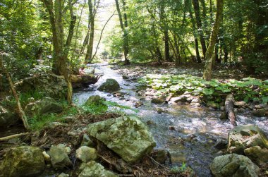 Peschiera seli Bosco Magnano ormanında, Pollino ulusal parkında, Basilicata ve Calabria 'da geniş bir doğal rezerv, İtalya bölgelerinde