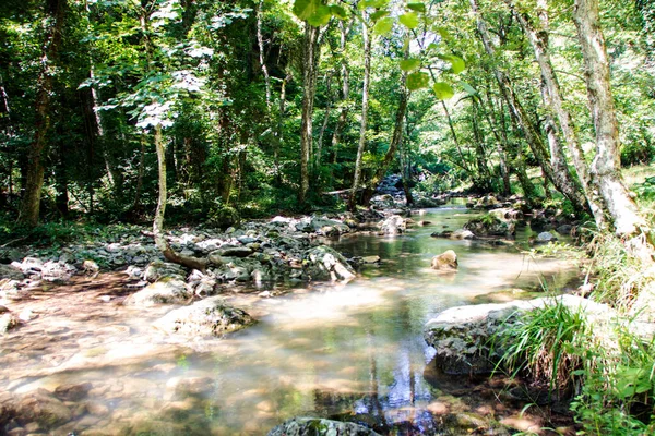 Torrente Peschiera Que Fluye Bosco Bosque Magnano Parque Nacional Pollino — Foto de Stock