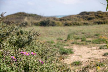Torre Guaceto, Brindisi, Apulia bölgesinin kuzeyinde korunan deniz rezervi ve doğa parkı, İtalya