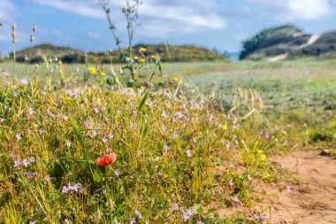 Torre Guaceto, Brindisi, Apulia bölgesinin kuzeyinde korunan deniz rezervi ve doğa parkı, İtalya