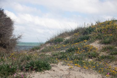 Torre Guaceto, Brindisi, Apulia bölgesinin kuzeyinde korunan deniz rezervi ve doğa parkı, İtalya