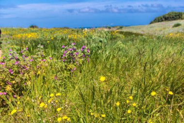 Torre Guaceto, Brindisi, Apulia bölgesinin kuzeyinde korunan deniz rezervi ve doğa parkı, İtalya