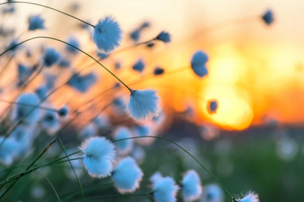 Blommande bomull gräs — Stockfoto