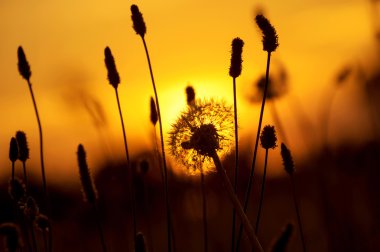 Dandelions güneş ışığı altında