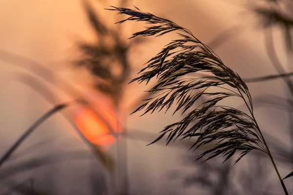 Reed ao pôr-do-sol — Fotografia de Stock