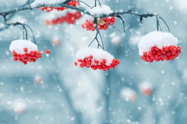 Snow-covered mountain ash — Stock Photo, Image