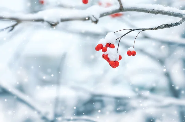 Banda zasněžené mountain ash — Stock fotografie