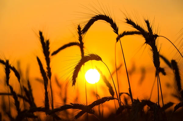 Rye ears against  sunset Stock Image