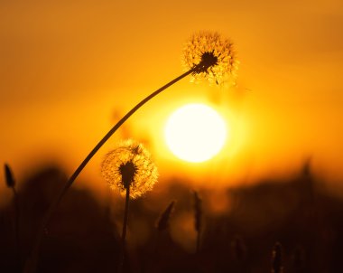 Gün batımında iki karahindiba