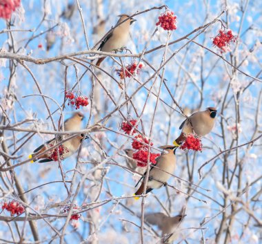 Kuşlara waxwings üvez