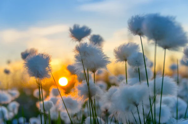 Blommande bomull gräs — Stockfoto