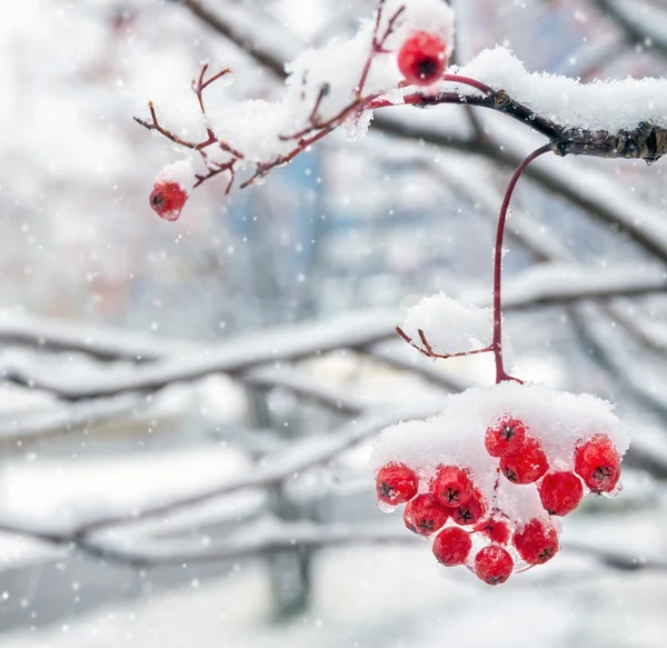 Baies rouges congelées de frêne de montagne recouvertes de neige — Photo