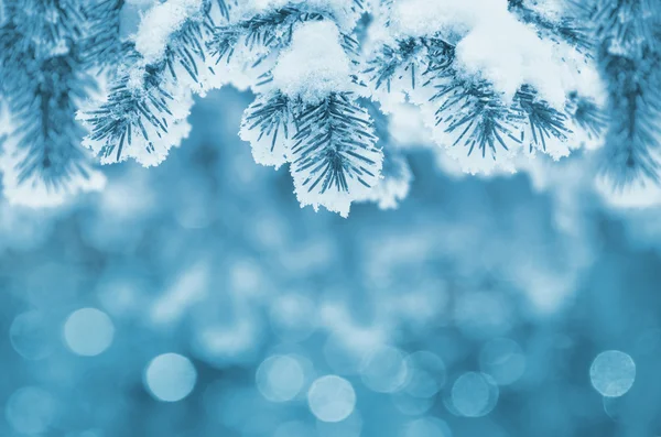 A hóban karácsony fa ága — Stock Fotó