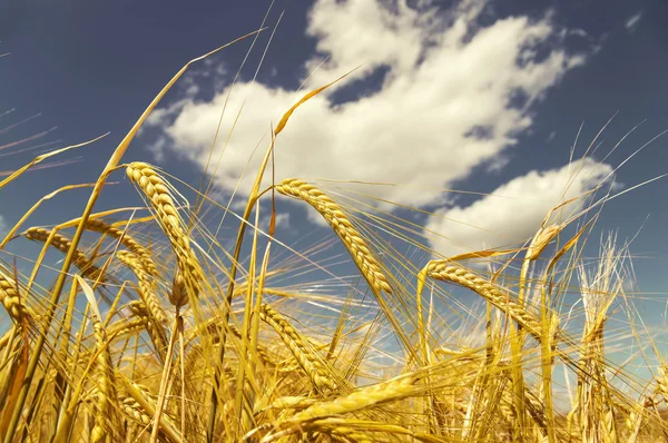 Ripe ears of barley — Stock Photo, Image