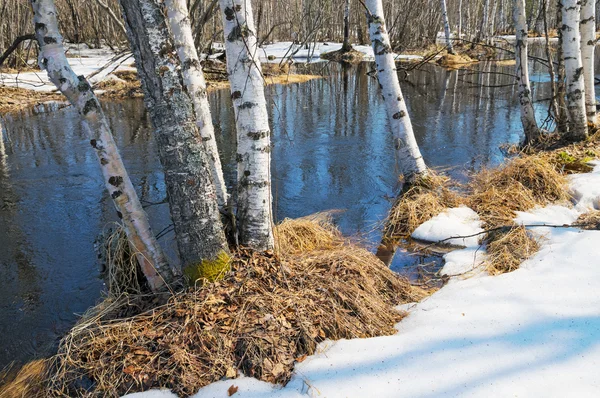 Lente landschap met berkenbomen — Stockfoto