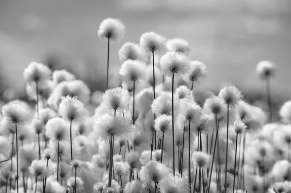 Blommande bomull gräs — Stockfoto