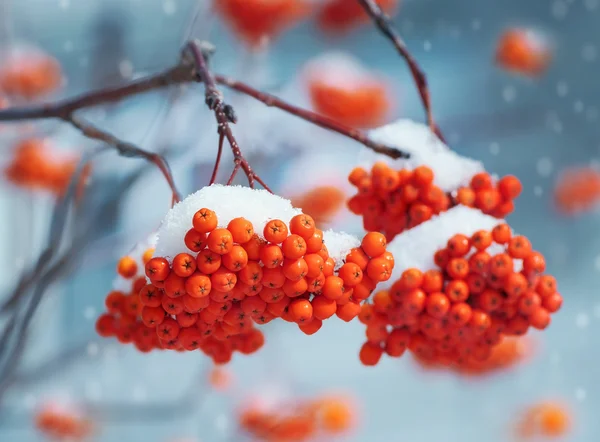 Rowan in the snow — Stock Photo, Image