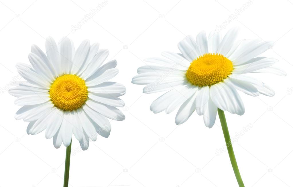 Two beautiful daisies