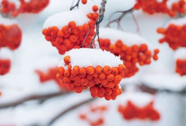 Rowan in the snow — Stock Photo, Image