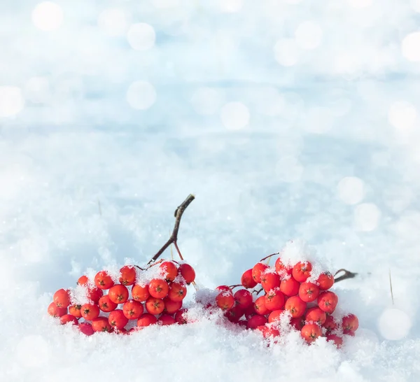 Eberesche im Schnee — Stockfoto