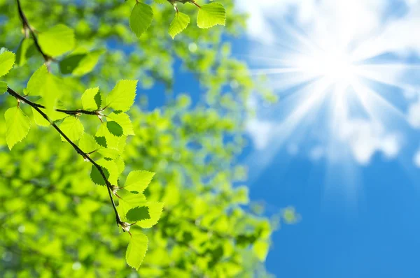 Fondo de primavera brillante —  Fotos de Stock