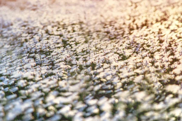 Paesaggio Serale Estivo Paesaggio Primaverile Con Cotone Artico Raggi Del — Foto Stock