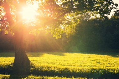 Yaz akşamı manzarası. Batan güneşin ışınlarında eski bir meşe ağacıyla yaz manzarası
