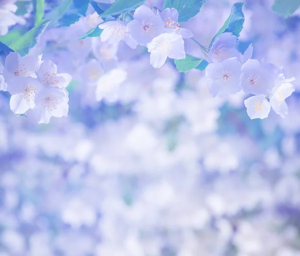 Spring Gentle Background Bright Blooming Jasmine Spring Background Design Postcards — Stock Photo, Image