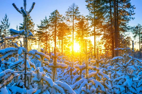 Téli Táj Téli Erdő Lenyugvó Nap Sugaraiban — Stock Fotó