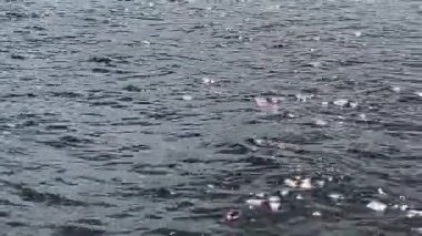 Güneş ışığı dalgalı suda yavaş çekimde parıldıyor. Hafif dalgalar doğal ışıkla parıldıyor, doğada sakinliği, berraklığı ve akışkan hareketi çağrıştırıyor..