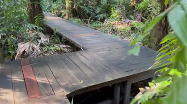Tahta tahta kaldırım, tropik yeşillik ve barışçıl eko-seyahat atmosferiyle verimli orman patikası deneyimi üzerine yavaş çekim yürüyüşü.