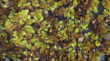 Karanlık sularda yavaşça sürüklenen canlı su bitkilerinin yavaş çekim üst görüntüsü. Biyolojik çeşitliliği, sulak arazi ekolojisini ve doğal su filtrelerini vurgular.