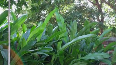 Slow-motion leaves swaying gently in the breeze beneath a shady treecalm, lush, and serene nature. 