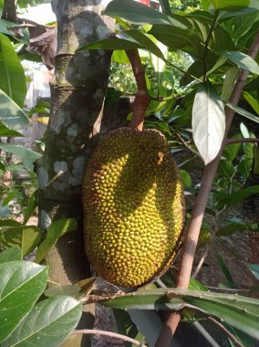 Yapraklar ve dallarla çevrili, yemyeşil bir çevrede, ağaçtaki olgun meyveler..