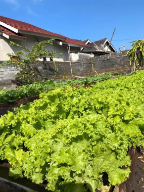 Sağlıklı marul bitkileri arka planda evi olan bir bahçe yatağında gelişiyor.