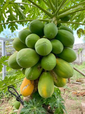 Bahçedeki dalından sarkan yeşil ve olgun papayaların bulunduğu bir papaya ağacı..