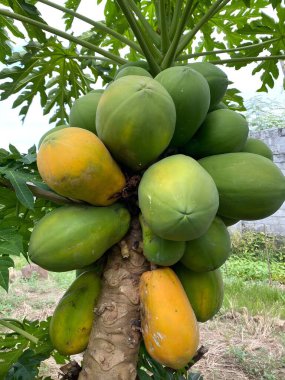 Gövdesinde yeşil ve sarı papaya kümesi olan bir papaya ağacı..