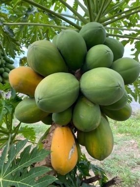 Cluster of green and yellow papayas hanging from papaya tree in a lush garden