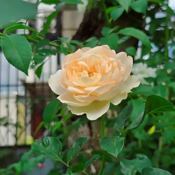 Büyüleyici bir şeftali rengi gül çiçeği yemyeşil bir çalıda çiçek açıyor.