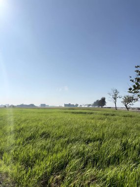 Berrak mavi gökyüzünün altında ağaçlarla dolu huzurlu yeşil bir tarla.