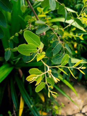 Yeşillik yeşil yaprakların ve çiçeklerin doğal bir ortamda yakın çekimi