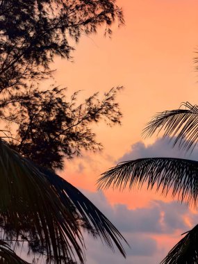 Parlak turuncu bir günbatımı bulutlu gökyüzüne karşı palmiye ağaçları