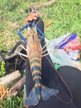 Büyük bir karidesi bir ipin ucunda çimlerin üzerinde bir torba ile tutan bir insan..