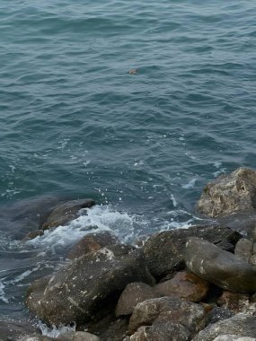 Okyanus dalgaları deniz köpüğüyle kayalık kıyılara vuruyor.