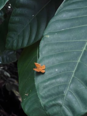 Küçük bir portakal böceği yeşil bir yaprağın üzerinde dinleniyor.